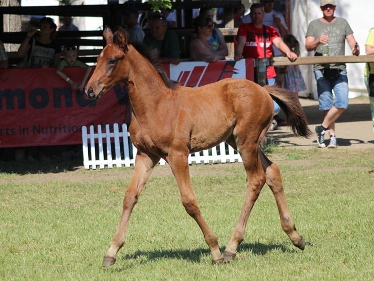 Mezohegyesi Sport-Horse  